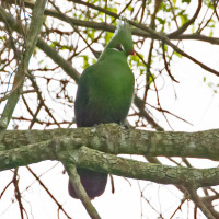 Livingstone's Turaco